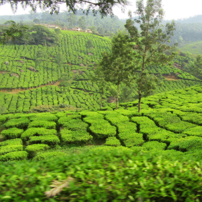 শ্রীমঙ্গল