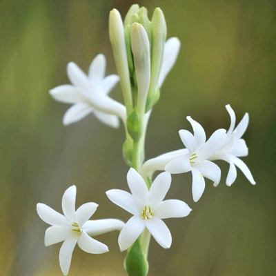 রজনীগন্ধা