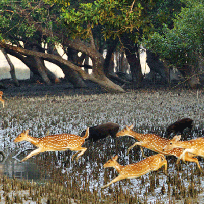 সুন্দরবন