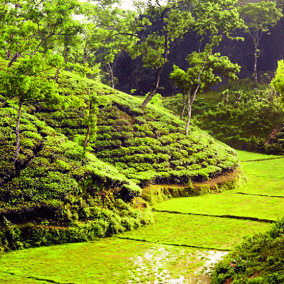 সিলেট