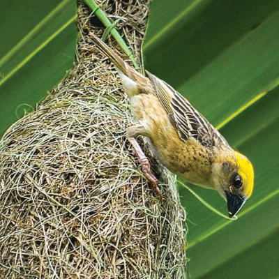 বাবুই