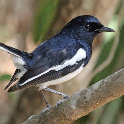 দোয়েল