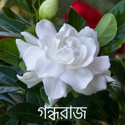 গন্ধরাজ