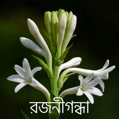 রজনীগন্ধা