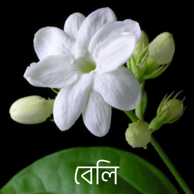 বেলি