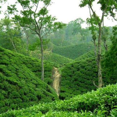 শ্রীমঙ্গল