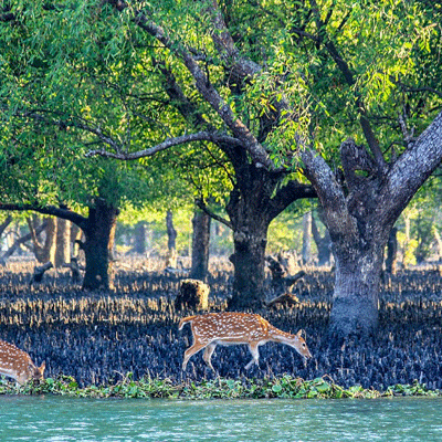 সুন্দরবন